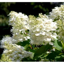 Syrén-Hortensia 'Phantom' Hydrangea Paniculata 'Phantom' Opstammet 90 Cm. 7,5 Liter Potte -GrønGlæde Salgsbutik p32188 36729 hydrangea paniculata phantom 5c3a