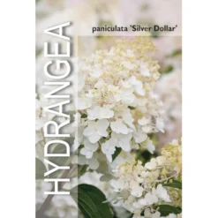 Syrén-Hortensia 'Silver Dollar' Hydrangea Paniculata 'Silver Dollar' Potte 3,0 Liter,- 25-30 Cm. -GrønGlæde Salgsbutik p32192 38374 image b532
