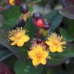 Perikon 'Miracle Night' Hypericum Inodorum 'Miracle Night' 3,5 Liter Potte -GrønGlæde Salgsbutik p32222 47370 hypericum inodorum miracle night 98f2