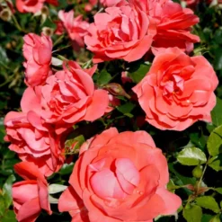 'Riberhus'™ Rosa X 'Riberhus'™ (Buketrose) A-Kvalitet,- Barrods Roser Min. 3 Grene