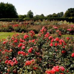 'Riberhus'™ Rosa X 'Riberhus'™ (Buketrose) A-Kvalitet,- Barrods Roser Min. 3 Grene -GrønGlæde Salgsbutik p322 51839 rosa x riberhus buketrose b154