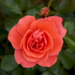 'Riberhus'™ Rosa X 'Riberhus'™ (Buketrose) A-Kvalitet,- Barrods Roser Min. 3 Grene -GrønGlæde Salgsbutik p322 51841 rosa x riberhus buketrose 2315
