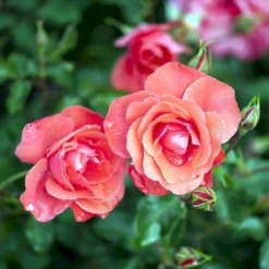 'Riberhus'™ Rosa X 'Riberhus'™ (Buketrose) A-Kvalitet,- Barrods Roser Min. 3 Grene -GrønGlæde Salgsbutik p322 51843 rosa x riberhus buketrose 99b7