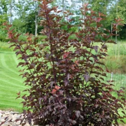 Blærespiræa 'Diable D'Or'® Physocarpus Opulif. 'Diable D'Or'® 5 Liter Potte -GrønGlæde Salgsbutik p32397 47388 physocarpus opulif diable d or 8e81