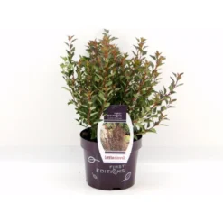 Blærespiræa 'Little Devil' Physocarpus Opulif. 'Little Devil' (r) 3,5 Liter Potte