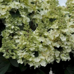 Syrén-Hortensia 'Pinky-Winky' ® Hydrangea Paniculata 'Pinky-winky' ® Potte 4,0 Liter,- 40-50 Cm. -GrønGlæde Salgsbutik p3270 47362 hydrangea paniculata pinky winky 7809