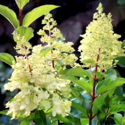 Syrén-Hortensia 'Pinky-Winky' ® Hydrangea Paniculata 'Pinky-winky' ® Potte 4,0 Liter,- 40-50 Cm. -GrønGlæde Salgsbutik p3270 47363 hydrangea paniculata pinky winky 40dc