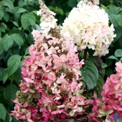 Syrén-Hortensia 'Pinky-Winky' ® Hydrangea Paniculata 'Pinky-winky' ® Potte 4,0 Liter,- 40-50 Cm. -GrønGlæde Salgsbutik p3270 47364 hydrangea paniculata pinky winky 8ea2