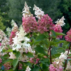Syrén-Hortensia 'Pinky-Winky' ® Hydrangea Paniculata 'Pinky-winky' ® Potte 4,0 Liter,- 40-50 Cm. -GrønGlæde Salgsbutik p3270 47365 hydrangea paniculata pinky winky 505d