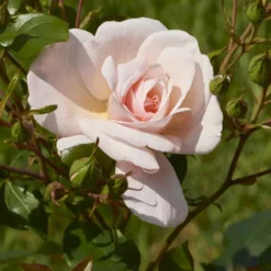 'Rosendal'™ Rosa X 'Rosendal'™ (Buketrose) A-Kvalitet,- Barrods Roser Min. 3 Grene -GrønGlæde Salgsbutik p327 51688 rosa x rosendal buketrose d98e