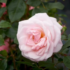 'Rosendal'™ Rosa X 'Rosendal'™ (Buketrose) A-Kvalitet,- Barrods Roser Min. 3 Grene -GrønGlæde Salgsbutik p327 51689 rosa x rosendal buketrose d18d