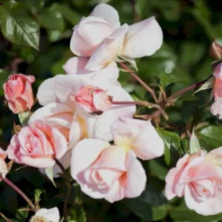 'Rosendal'™ Rosa X 'Rosendal'™ (Buketrose) A-Kvalitet,- Barrods Roser Min. 3 Grene -GrønGlæde Salgsbutik p327 51691 rosa x rosendal buketrose cf4a