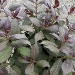 Klokkebusk 'Minor Black' Weigela 'Minor Black(R) 5 Liter Potte -GrønGlæde Salgsbutik p32915 48988 weigela minor black r e86d