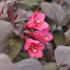 Klokkebusk 'Minor Black' Weigela 'Minor Black(R) 5 Liter Potte -GrønGlæde Salgsbutik p32915 48989 weigela minor black r 47af