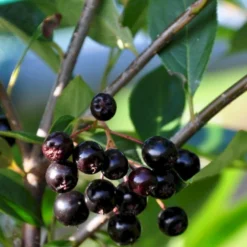 Storfrugtet Surbær 'Hugin' Aronia Melanocarpa 'Hugin' Potte 3,0 Liter,- Opbundet