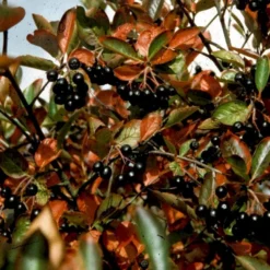 Storfrugtet Surbær 'Hugin' Aronia Melanocarpa 'Hugin' Potte 3,0 Liter,- Opbundet -GrønGlæde Salgsbutik p32935 48511 aronia melanocarpa hugin a80b