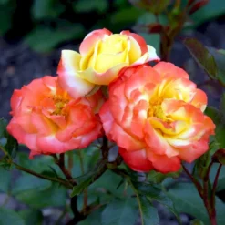 'Rumba' Rosa X 'Rumba' (Buketrose) A-Kvalitet,- Barrods Roser Min. 3 Grene -GrønGlæde Salgsbutik p331 51696 rosa x rumba buketrose cf8d
