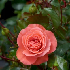 'Schackenborg'™ Rosa X 'Schackenborg'™ (Slotsrose) A-Kvalitet,- Barrods Roser Min. 3 Grene -GrønGlæde Salgsbutik p333 51852 rosa x schackenborg slotsrose 57c4