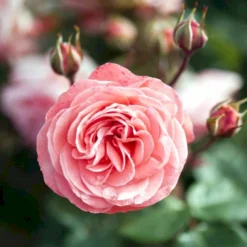 'Schackenborg'™ Rosa X 'Schackenborg'™ (Slotsrose) A-Kvalitet,- Barrods Roser Min. 3 Grene -GrønGlæde Salgsbutik p333 51853 rosa x schackenborg slotsrose d7d9