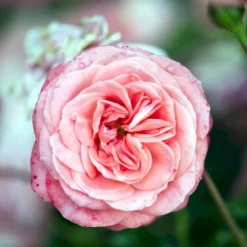 'Schackenborg'™ Rosa X 'Schackenborg'™ (Slotsrose) A-Kvalitet,- Barrods Roser Min. 3 Grene -GrønGlæde Salgsbutik p333 51855 rosa x schackenborg slotsrose 3735