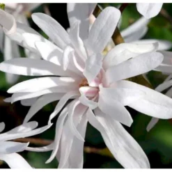 Magnolia 'Wildcat' Magnolia X Loebneri 'Wildcat' 100-125 Cm, Potte 12 Liter -GrønGlæde Salgsbutik p33480 41154 magnolia x loebneri wildcat edc7