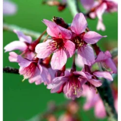 Japansk Bjergkirsebær 'Okame' Prunus 'Okame' Opstammet 90 Cm. 7,5 Liter Potte -GrønGlæde Salgsbutik p33491 42399 prunus okame 9587