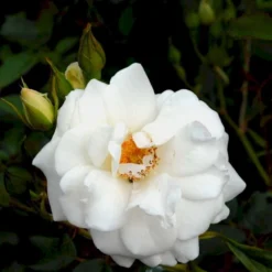 'Schneewittchen'® Rosa X 'Schneewittchen'® (Buketrose) A-Kvalitet,- Barrods Roser Min. 3 Grene -GrønGlæde Salgsbutik p334 51703 rosa x schneewittchen buketrose 404a