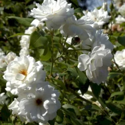 'Schneewittchen'® Rosa X 'Schneewittchen'® (Buketrose) A-Kvalitet,- Barrods Roser Min. 3 Grene -GrønGlæde Salgsbutik p334 51704 rosa x schneewittchen buketrose aaba