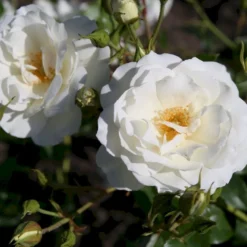 'Schneewittchen'® Rosa X 'Schneewittchen'® (Buketrose) A-Kvalitet,- Barrods Roser Min. 3 Grene -GrønGlæde Salgsbutik p334 53652 rosa x schneewittchen buketrose d99c