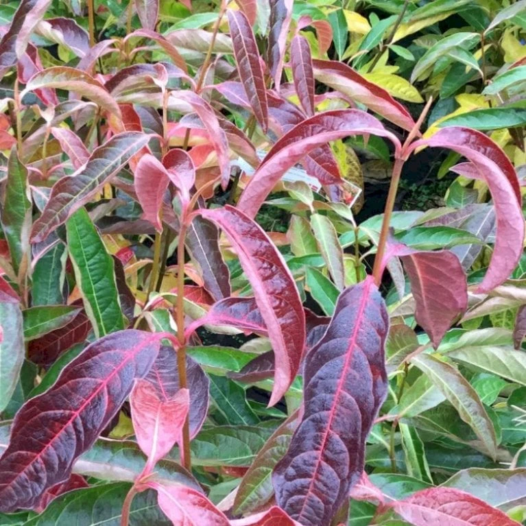 Kongebusk 'Splendid Choiz' Viburnum Nudum 'Splendid Choiz' 5 Liter 1 Kongebusk 'Splendid Choiz' Viburnum Nudum 'Splendid Choiz' 5 Liter