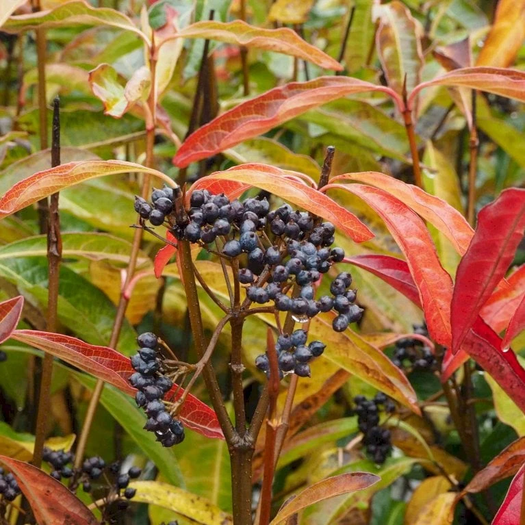 Kongebusk 'Splendid Choiz' Viburnum Nudum 'Splendid Choiz' 5 Liter 2 Kongebusk 'Splendid Choiz' Viburnum Nudum 'Splendid Choiz' 5 Liter - Billede 2