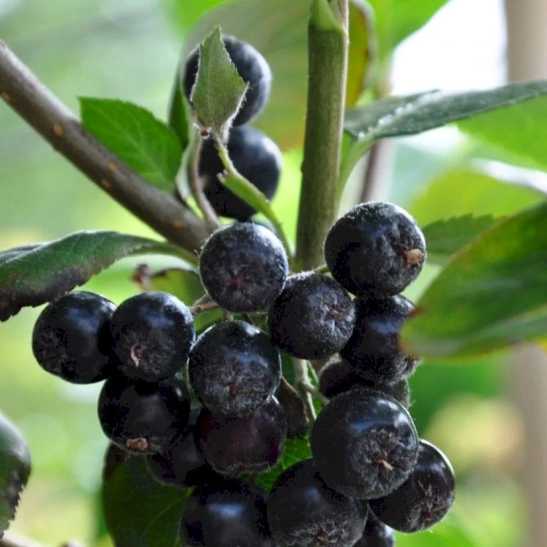 Storfrugtet Surbær 'Viking' Aronia Melanocarpa 'Viking' Potte 3,0 Liter,- Opbundet 1 Storfrugtet Surbær 'Viking' Aronia Melanocarpa 'Viking' Potte 3,0 Liter,- Opbundet