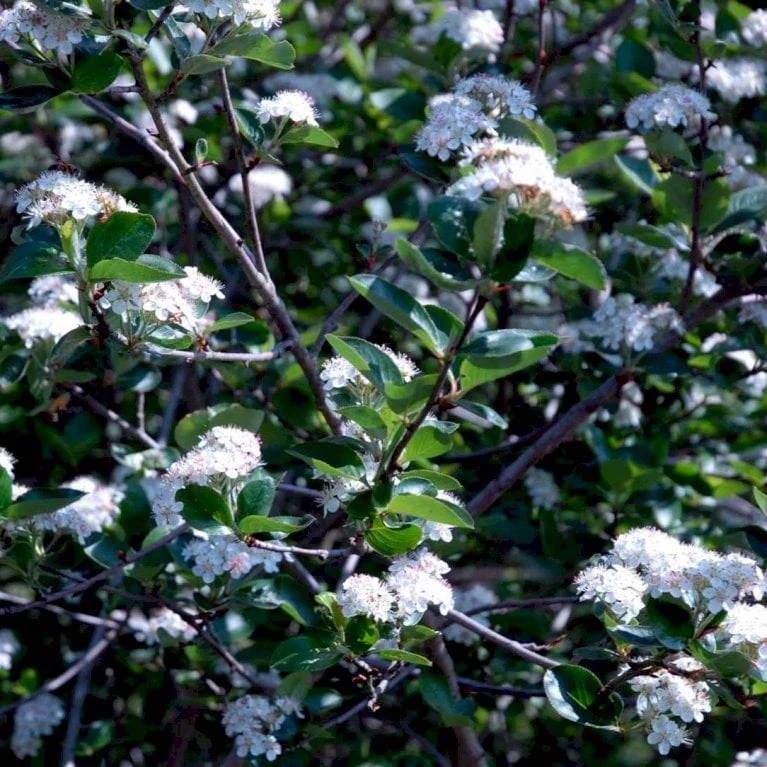 Storfrugtet Surbær 'Viking' Aronia Melanocarpa 'Viking' Potte 3,0 Liter,- Opbundet 2 Storfrugtet Surbær 'Viking' Aronia Melanocarpa 'Viking' Potte 3,0 Liter,- Opbundet - Billede 2