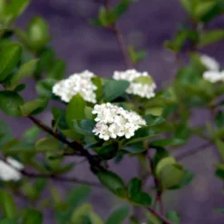 Storfrugtet Surbær 'Viking' Aronia Melanocarpa 'Viking' Potte 3,0 Liter,- Opbundet 7 Storfrugtet Surbær 'Viking' Aronia Melanocarpa 'Viking' Potte 3,0 Liter,- Opbundet -GrønGlæde Salgsbutik p33566 48518 aronia melanocarpa viking b33b