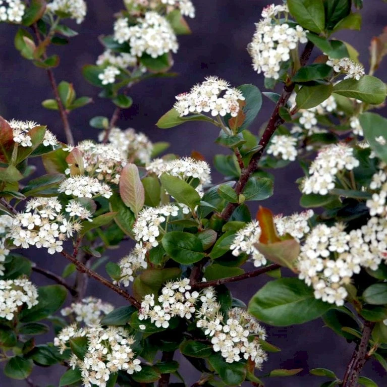 Storfrugtet Surbær 'Viking' Aronia Melanocarpa 'Viking' Potte 3,0 Liter,- Opbundet 4 Storfrugtet Surbær 'Viking' Aronia Melanocarpa 'Viking' Potte 3,0 Liter,- Opbundet - Billede 4