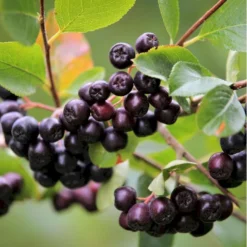 Storfrugtet Surbær 'Viking' Aronia Melanocarpa 'Viking' Potte 3,0 Liter,- Opbundet 9 Storfrugtet Surbær 'Viking' Aronia Melanocarpa 'Viking' Potte 3,0 Liter,- Opbundet -GrønGlæde Salgsbutik p33566 50535 aronia melanocarpa viking defc