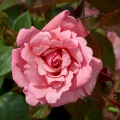 'Sofiero'™ Rosa X 'Sofiero'™ (Slotsrose) A-Kvalitet,- Barrods Roser Min. 3 Grene -GrønGlæde Salgsbutik p337 51859 rosa x sofiero slotsrose c8a5
