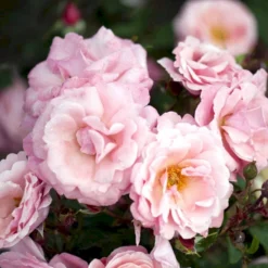 'Sofiero'™ Rosa X 'Sofiero'™ (Slotsrose) A-Kvalitet,- Barrods Roser Min. 3 Grene -GrønGlæde Salgsbutik p337 51860 rosa x sofiero slotsrose 6b49