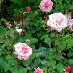 'Sofiero'™ Rosa X 'Sofiero'™ (Slotsrose) A-Kvalitet,- Barrods Roser Min. 3 Grene -GrønGlæde Salgsbutik p337 51861 rosa x sofiero slotsrose dc7b