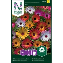 Middagsblomst Mix Dorotheanthus Bellidiformis Mix