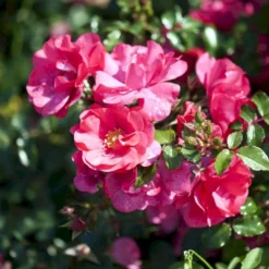 'Sommermärchen'® Rosa X 'Sommermärchen'® (Bunddækkerose) A-Kvalitet,- Barrods Roser Min. 3 Grene