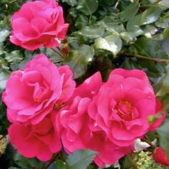 'Sommermärchen'® Rosa X 'Sommermärchen'® (Bunddækkerose) A-Kvalitet,- Barrods Roser Min. 3 Grene 8 'Sommermärchen'® Rosa X 'Sommermärchen'® (Bunddækkerose) A-Kvalitet,- Barrods Roser Min. 3 Grene -GrønGlæde Salgsbutik p339 51720 rosa x sommermaerchen bunddaekkerose c548