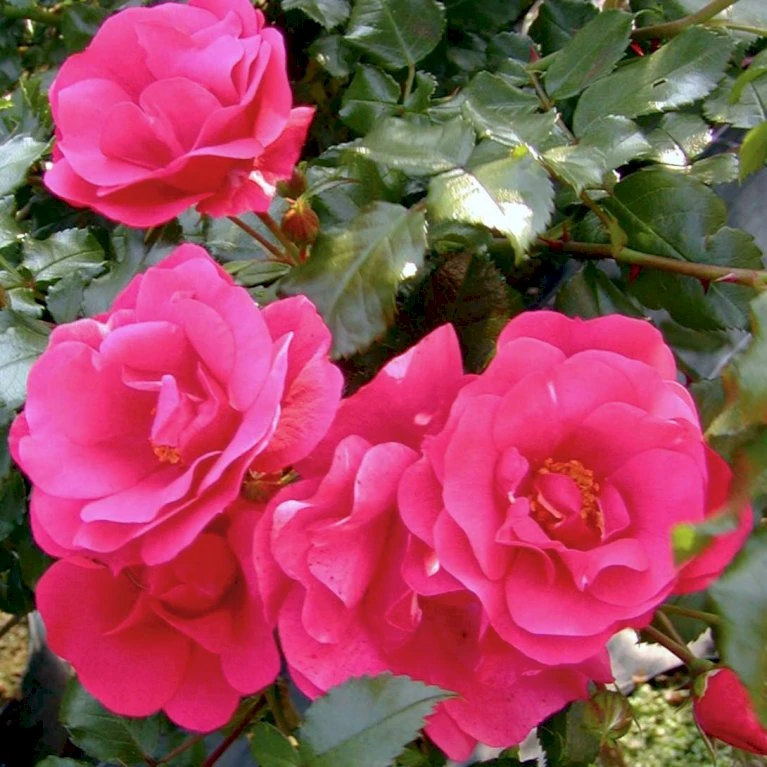 'Sommermärchen'® Rosa X 'Sommermärchen'® (Bunddækkerose) A-Kvalitet,- Barrods Roser Min. 3 Grene 4 'Sommermärchen'® Rosa X 'Sommermärchen'® (Bunddækkerose) A-Kvalitet,- Barrods Roser Min. 3 Grene - Billede 4