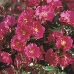 'Sommermärchen'® Rosa X 'Sommermärchen'® (Bunddækkerose) A-Kvalitet,- Barrods Roser Min. 3 Grene 9 'Sommermärchen'® Rosa X 'Sommermärchen'® (Bunddækkerose) A-Kvalitet,- Barrods Roser Min. 3 Grene -GrønGlæde Salgsbutik p339 53658 rosa x sommermaerchen bunddaekkerose 7b79