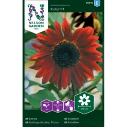 Solsikke 'Ruby' F1 Helianthus Annuus 'Ruby' F1