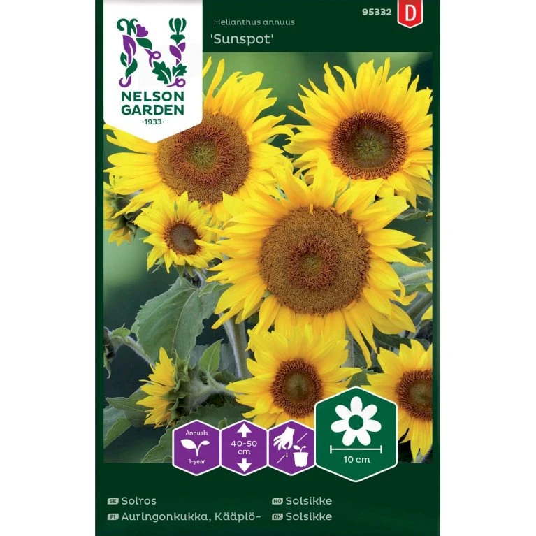 Lav Solsikke 'Sunspot' Helianthus Annuus 'Sunspot' 1 Lav Solsikke 'Sunspot' Helianthus Annuus 'Sunspot'