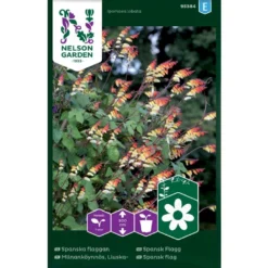 Spansk Flag Ipomoea Lobata