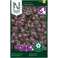 Biblomme 'Violett Queen' Lobularia Maritima 'Violett Queen'