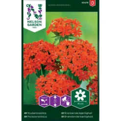 Rød Brændende Kærlighed Lychnis Chalcedonica L.
