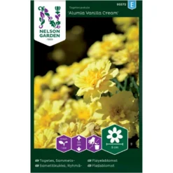 Fløjlsblomst 'Alumia Vanilla Cream' Tagetes Patula 'Alumia Vanilla Cream'